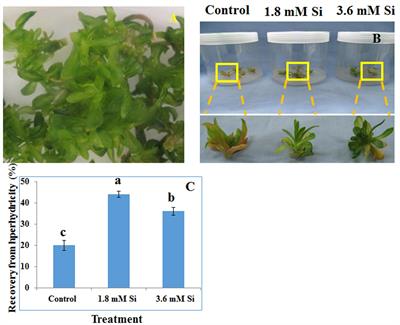 Exogenous Supplementation of Silicon Improved the Recovery of Hyperhydric Shoots in Dianthus caryophyllus L. by Stabilizing the Physiology and Protein Expression